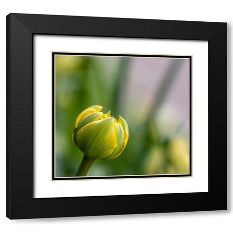 France-Giverny Close-up of a yellow tulip bud in Monets Garden Black Modern Wood Framed Art Print with Double Matting by Jaynes Gallery