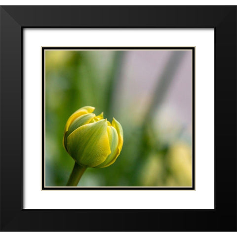France-Giverny Close-up of a yellow tulip bud in Monets Garden Black Modern Wood Framed Art Print with Double Matting by Jaynes Gallery