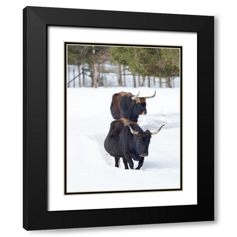 Heck Cattle an attempt to breed back the extinct Aurochs from domestic cattle Germany-Bavaria Black Modern Wood Framed Art Print with Double Matting by Zwick, Martin