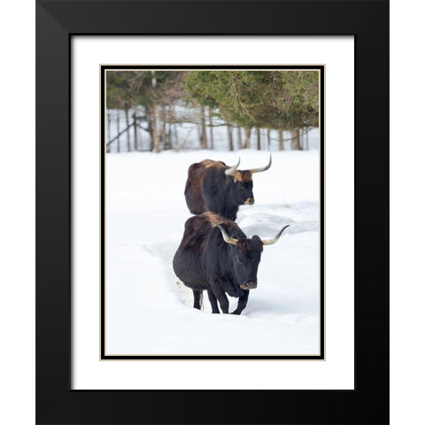 Heck Cattle an attempt to breed back the extinct Aurochs from domestic cattle Germany-Bavaria Black Modern Wood Framed Art Print with Double Matting by Zwick, Martin