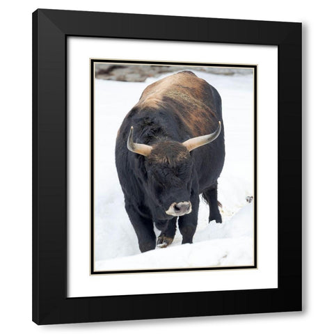 Heck Cattle -an attempt to breed back the extinct Aurochs from domestic cattle Germany-Bavaria Black Modern Wood Framed Art Print with Double Matting by Zwick, Martin