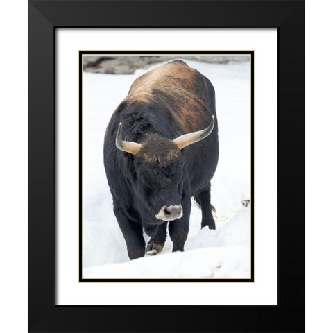 Heck Cattle -an attempt to breed back the extinct Aurochs from domestic cattle Germany-Bavaria Black Modern Wood Framed Art Print with Double Matting by Zwick, Martin
