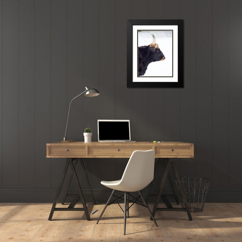 Heck Cattle -an attempt to breed back the extinct Aurochs from domestic cattle Germany-Bavaria Black Modern Wood Framed Art Print with Double Matting by Zwick, Martin