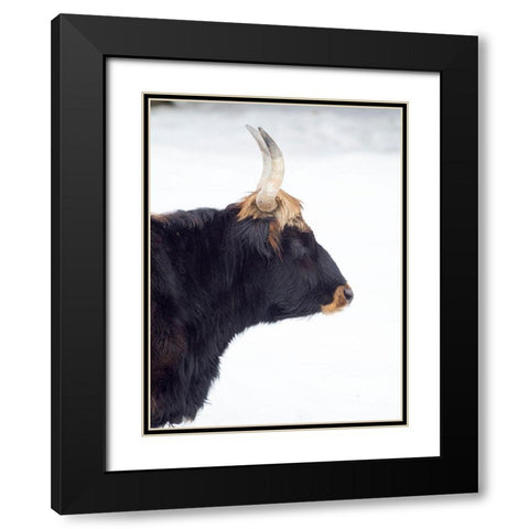 Heck Cattle -an attempt to breed back the extinct Aurochs from domestic cattle Germany-Bavaria Black Modern Wood Framed Art Print with Double Matting by Zwick, Martin