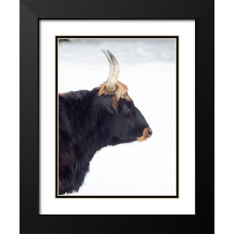 Heck Cattle -an attempt to breed back the extinct Aurochs from domestic cattle Germany-Bavaria Black Modern Wood Framed Art Print with Double Matting by Zwick, Martin