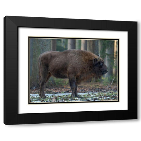 Wisent or European bison during winter Bavarian Forest National Park Germany-Bavaria Black Modern Wood Framed Art Print with Double Matting by Zwick, Martin