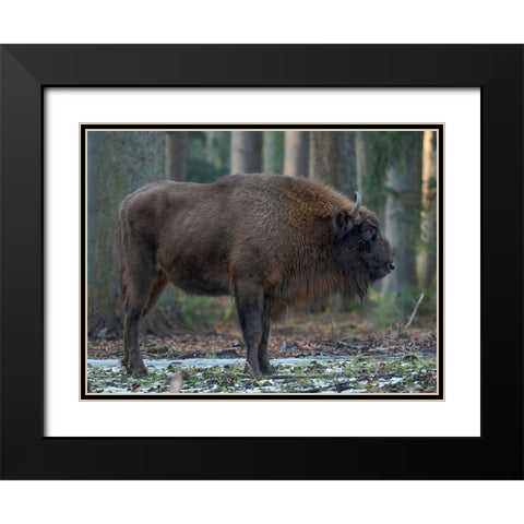 Wisent or European bison during winter Bavarian Forest National Park Germany-Bavaria Black Modern Wood Framed Art Print with Double Matting by Zwick, Martin