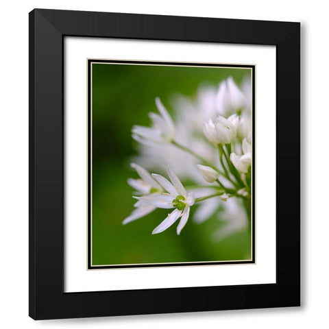 Wild garlic. Germany Black Modern Wood Framed Art Print with Double Matting by Zwick, Martin