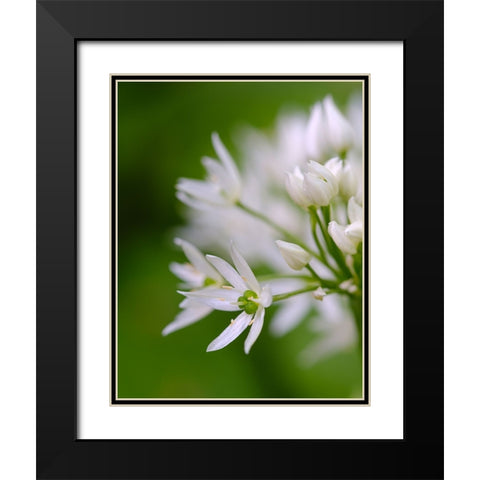 Wild garlic. Germany Black Modern Wood Framed Art Print with Double Matting by Zwick, Martin