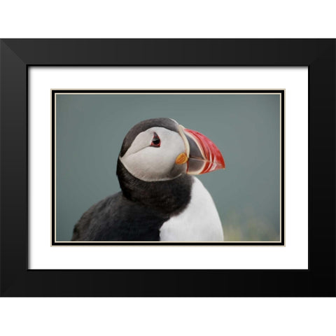 Iceland, Ingolfshofdi Profile of Atlantic puffin Black Modern Wood Framed Art Print with Double Matting by Morris, Arthur