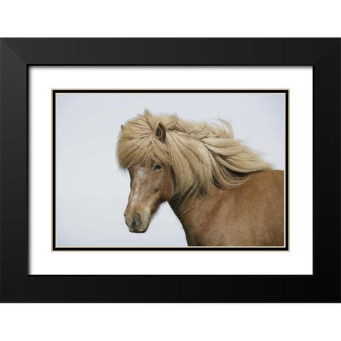 Iceland Portrait of an Icelandic horse Black Modern Wood Framed Art Print with Double Matting by Morris, Arthur
