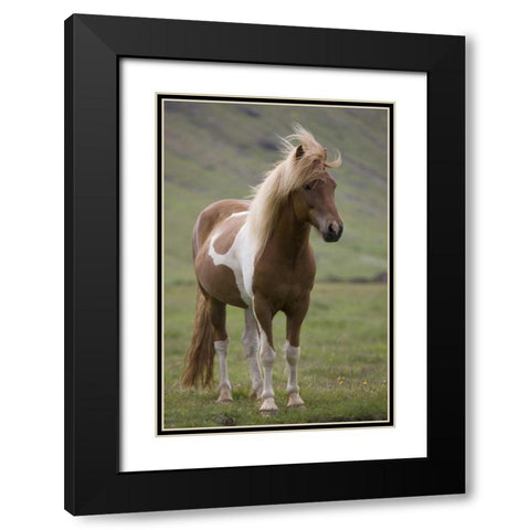 Iceland, Snaefellsnes Peninsula Icelandic horse Black Modern Wood Framed Art Print with Double Matting by Grall, Don