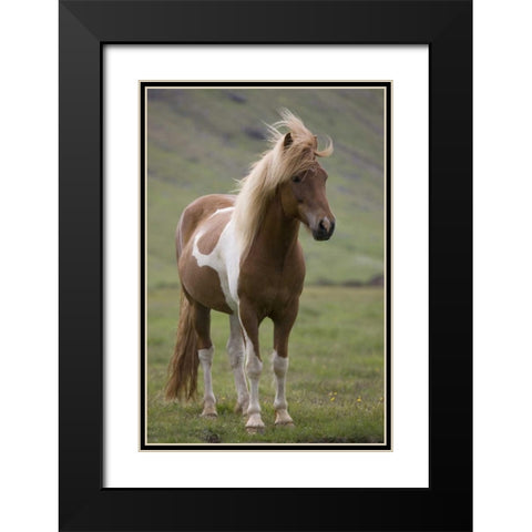 Iceland, Snaefellsnes Peninsula Icelandic horse Black Modern Wood Framed Art Print with Double Matting by Grall, Don