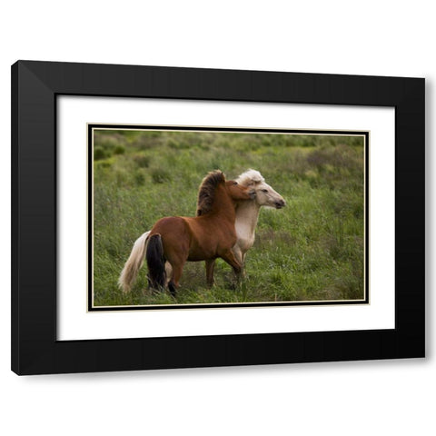 Iceland Icelandic horses getting feisty Black Modern Wood Framed Art Print with Double Matting by Grall, Don