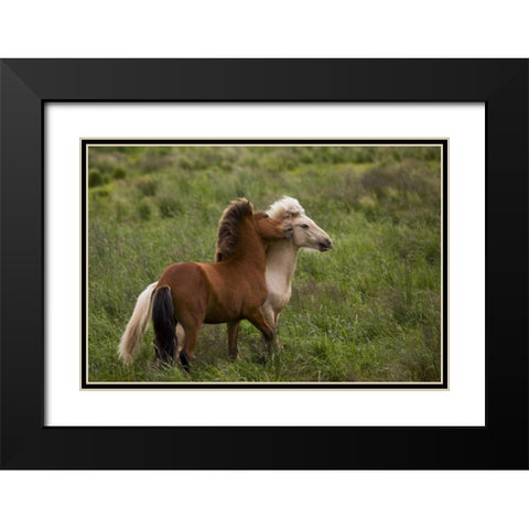 Iceland Icelandic horses getting feisty Black Modern Wood Framed Art Print with Double Matting by Grall, Don