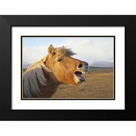 Iceland, Hofn Icelandic horse seems to laugh Black Modern Wood Framed Art Print with Double Matting by Anon, Josh
