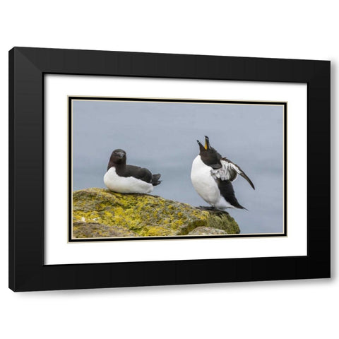 Iceland, Latrabjarg Male Razorbill in courtship Black Modern Wood Framed Art Print with Double Matting by Illg, Cathy and Gordon