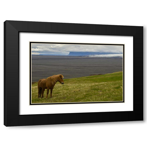 Iceland, Skaftafell NP Icelandic horse Black Modern Wood Framed Art Print with Double Matting by Illg, Cathy and Gordon
