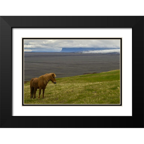 Iceland, Skaftafell NP Icelandic horse Black Modern Wood Framed Art Print with Double Matting by Illg, Cathy and Gordon
