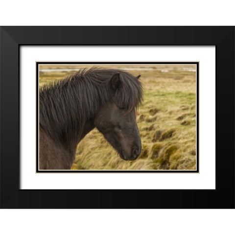 Iceland Profile of Icelandic horse Black Modern Wood Framed Art Print with Double Matting by Illg, Cathy and Gordon