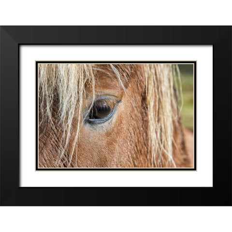 Iceland Of eye and head of Icelandic horse Black Modern Wood Framed Art Print with Double Matting by Kirkland, Dennis