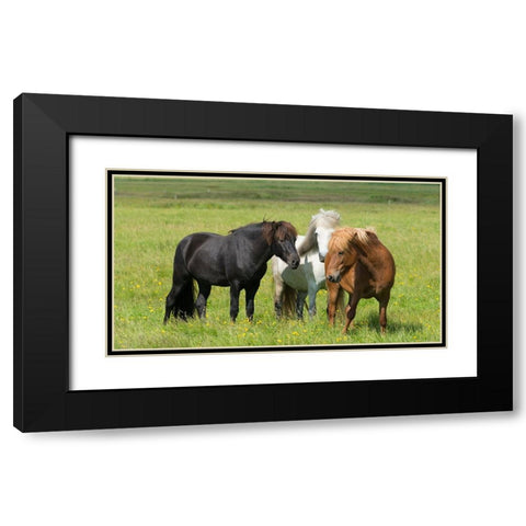 Horses on the ranch-south Iceland Black Modern Wood Framed Art Print with Double Matting by Su, Keren
