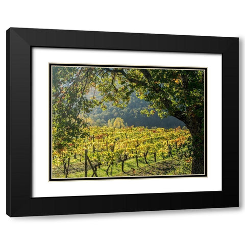Italy-Chianti Vineyard in autumn in the Chianti region of Tuscany Black Modern Wood Framed Art Print with Double Matting by Eggers, Julie