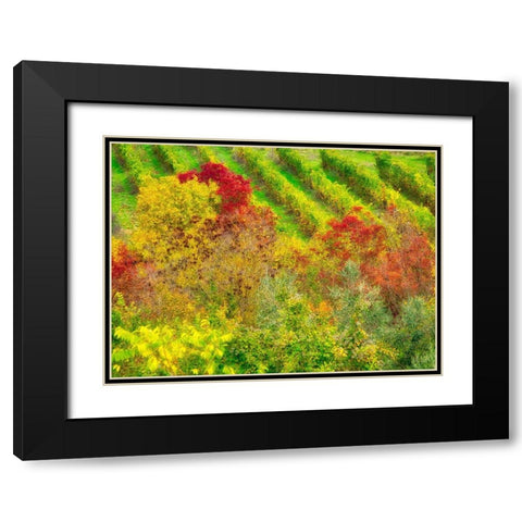 Italy-Chianti Fall colored trees in a vineyard Black Modern Wood Framed Art Print with Double Matting by Eggers, Julie