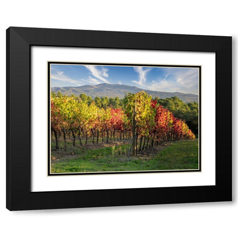 Italy-Chianti Vineyard in autumn in the Chianti region of Tuscany Black Modern Wood Framed Art Print with Double Matting by Eggers, Julie