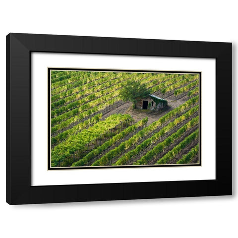 Italy-Tuscany Vineyard with grapes on the vine and small shed in the field Black Modern Wood Framed Art Print with Double Matting by Eggers, Julie