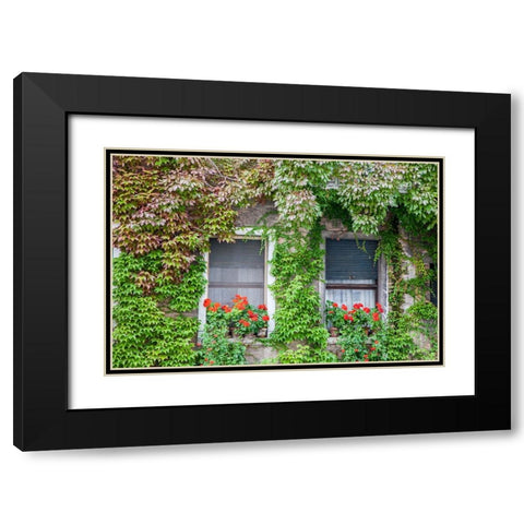 Italy-Venice A pair of windows with red ivy geraniums and ivy climbing the walls Black Modern Wood Framed Art Print with Double Matting by Eggers, Julie