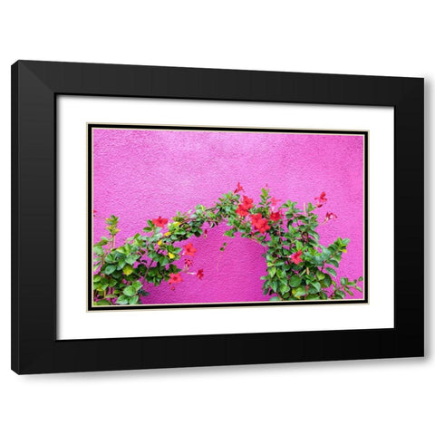 Italy-Venice-Burano Island Vining flowers against a bright pink wall on Burano Island Black Modern Wood Framed Art Print with Double Matting by Eggers, Julie