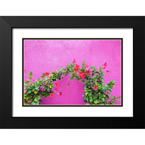 Italy-Venice-Burano Island Vining flowers against a bright pink wall on Burano Island Black Modern Wood Framed Art Print with Double Matting by Eggers, Julie