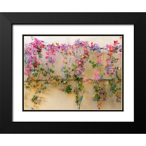 Italy-Tuscany-Pienza Colorful vines hanging on a wall along the streets Black Modern Wood Framed Art Print with Double Matting by Eggers, Julie