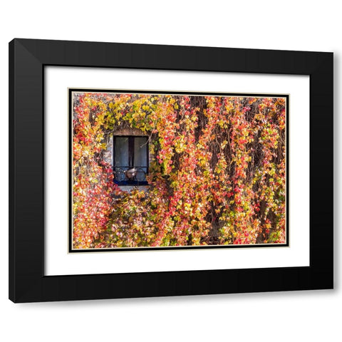 Italy-Tuscany-Pienza Ivy covered wall along the streets Black Modern Wood Framed Art Print with Double Matting by Eggers, Julie