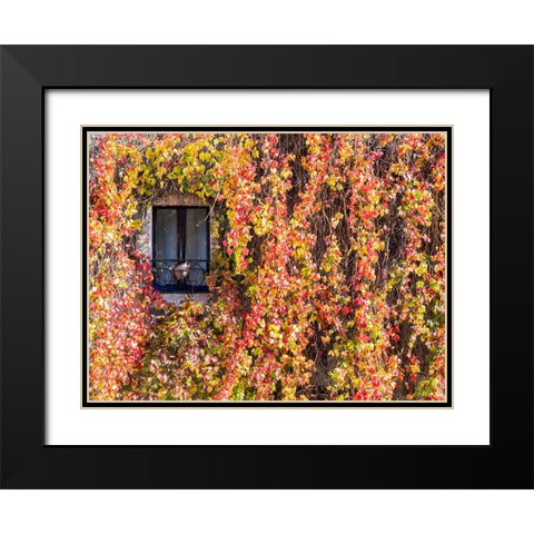 Italy-Tuscany-Pienza Ivy covered wall along the streets Black Modern Wood Framed Art Print with Double Matting by Eggers, Julie