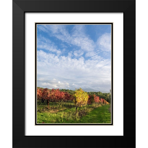 Italy-Tuscany Colorful vineyards in autumn with blue skies and clouds Black Modern Wood Framed Art Print with Double Matting by Eggers, Julie