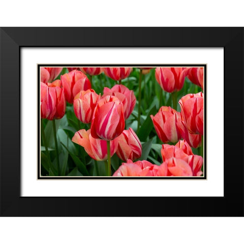 Netherlands-Holland Pink tulips at Keukenhof Gardens Black Modern Wood Framed Art Print with Double Matting by Jaynes Gallery