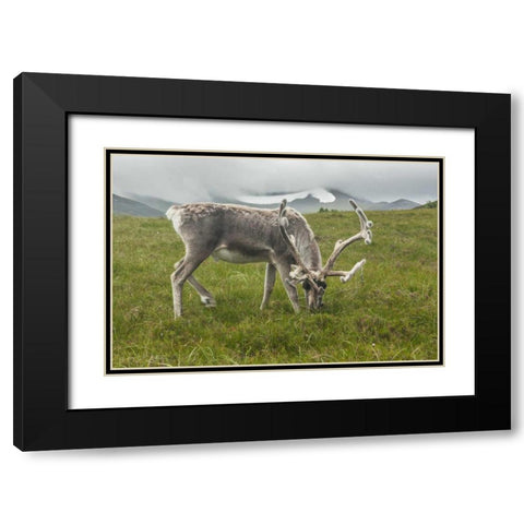 Europe, Scotland, Cairngorm NP Reindeer grazing Black Modern Wood Framed Art Print with Double Matting by Illg, Cathy and Gordon