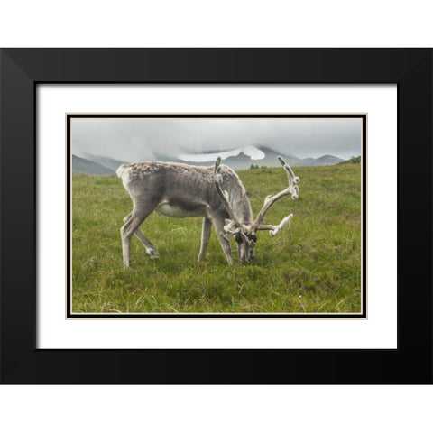 Europe, Scotland, Cairngorm NP Reindeer grazing Black Modern Wood Framed Art Print with Double Matting by Illg, Cathy and Gordon
