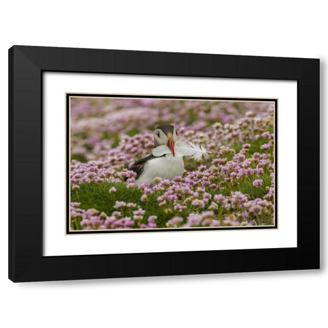 Scotland, Shetland Islands Atlantic puffin Black Modern Wood Framed Art Print with Double Matting by Illg, Cathy and Gordon