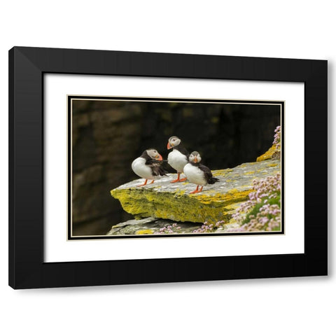 Scotland, Shetland Islands Atlantic puffins Black Modern Wood Framed Art Print with Double Matting by Illg, Cathy and Gordon