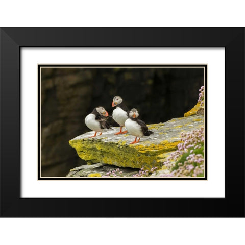 Scotland, Shetland Islands Atlantic puffins Black Modern Wood Framed Art Print with Double Matting by Illg, Cathy and Gordon