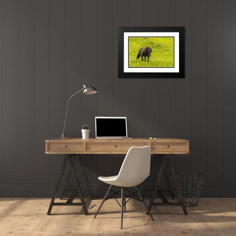Scotland, Shetland Islands Shetland pony Black Modern Wood Framed Art Print with Double Matting by Illg, Cathy and Gordon