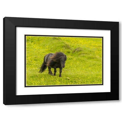 Scotland, Shetland Islands Shetland pony Black Modern Wood Framed Art Print with Double Matting by Illg, Cathy and Gordon