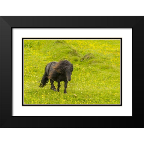 Scotland, Shetland Islands Shetland pony Black Modern Wood Framed Art Print with Double Matting by Illg, Cathy and Gordon