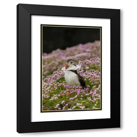 Scotland, Shetland Islands Atlantic puffin Black Modern Wood Framed Art Print with Double Matting by Illg, Cathy and Gordon