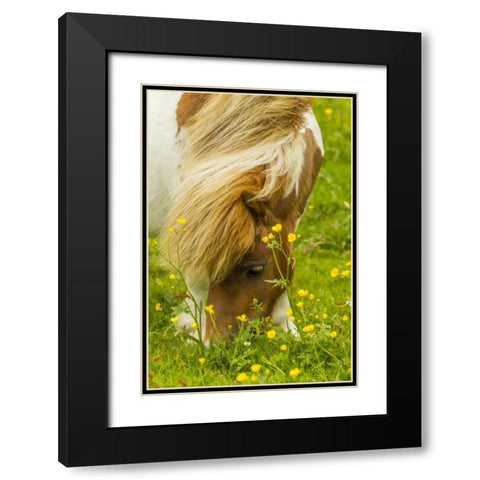 Scotland, Shetland Islands Shetland pony eating Black Modern Wood Framed Art Print with Double Matting by Illg, Cathy and Gordon