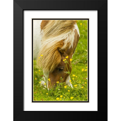 Scotland, Shetland Islands Shetland pony eating Black Modern Wood Framed Art Print with Double Matting by Illg, Cathy and Gordon