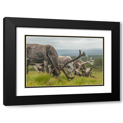 Europe, Scotland, Cairngorm NP Reindeers grazing Black Modern Wood Framed Art Print with Double Matting by Illg, Cathy and Gordon